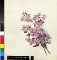 Podalyria calyptrata (Retz.) Willd.