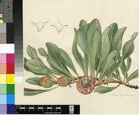 Protea acaulis Thunb.