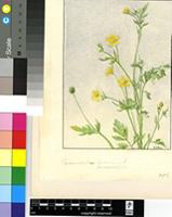 Ranunculus pubescens Thunb.