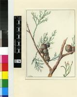 Widdringtonia cupressoides (L.) Endl.