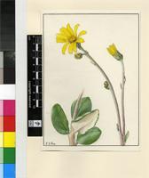 Alciope tabularis (Thunb.) DC.
