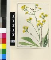 Othonna parviflora P.J.Bergius