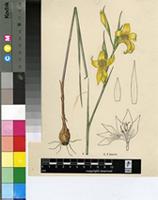Gladiolus comptonii G.J.Lewis