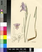 Gladiolus mutabilis G.J.Lewis