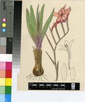 Gladiolus miniatus Eckl.