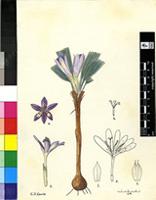 Babiana truncata G.J.Lewis