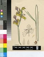 Gladiolus ceresianus L.Bolus