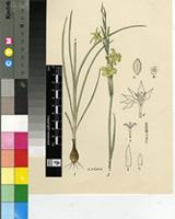 Gladiolus acuminatus F.Bolus