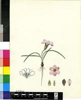 Romulea rosea (L.) Eckl.