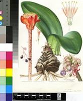 Haemanthus coccineus L.