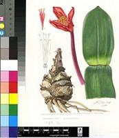Haemanthus pubescens L.f. subsp. leipoldtii Snijman