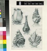 Haemanthus humilis Jacq.
