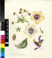 Diascia decipiens K.E.Steiner