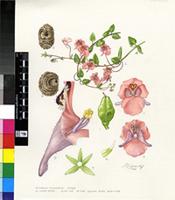 Diascia cordata N.E.Br.