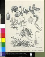 Serruria gremialis Rourke