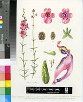 Diascia integerrima E.Mey. ex Benth.