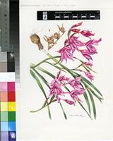 Gladiolus microcarpus G.J.Lewis