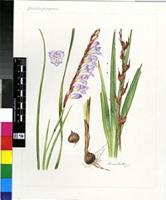 Gladiolus ferrugineus Goldblatt & J.C.Manning