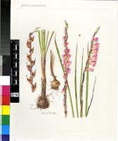 Gladiolus appendiculatus G.J.Lewis