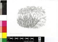 Crocosmia paniculata (Klatt) Goldblatt