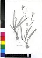 Crocosmia sp.