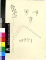 Lachenalia perryae G.D.Duncan