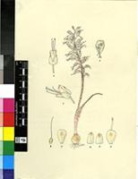 Lachenalia whitehillensis W.F.Barker