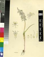Lachenalia leipoldtii G.D.Duncan