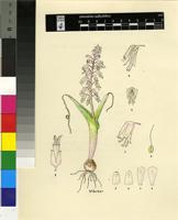 Lachenalia latimerae W.F.Barker