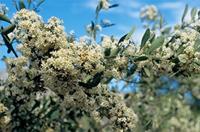 Gymnosporia buxifolia (L.) Szyszyl.