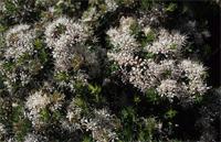 Agathosma ciliaris (L.) Druce