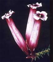Erica aristata Andrews