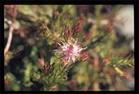 Diastella proteoides (L.) Druce