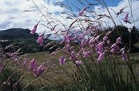 Dierama igneum Klatt