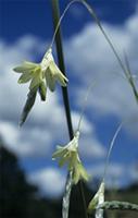 Dierama pallidum Hilliard