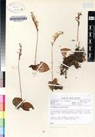 Filed as Holothrix orthoceras (Harv.) Rchb.f. [family ORCHIDACEAE]