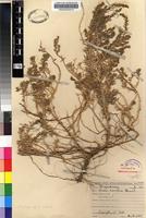 Isotype of Suaeda inflata Aellen [family CHENOPODIACEAE]