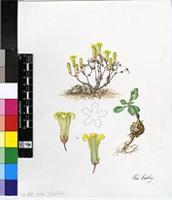 Tylecodon bayeri Van Jaarsv.