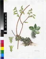 Tylecodon hirtifolius (W.F.Barker) Toelken