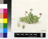 Crassula tecta Thunb.