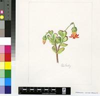 Cotyledon woodii Schönland & Baker f.
