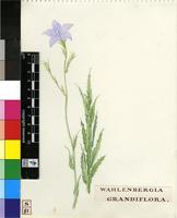 Wahlenbergia grandiflora Brehmer