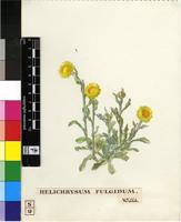 Helichrysum aureum (Houtt.) Merr.
