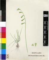 Ornithogalum durandianum (Schinz) J.C.Manning & Goldblatt