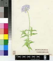 Pentanisia prunelloides (Klotzsch ex Eckl. & Zeyh.) Walp.