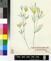 Argyrolobium harveyanum Oliv.