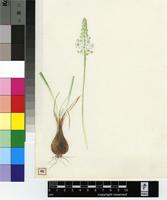 Schizocarphus nervosus (Burch.) Van der Merwe