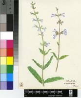 Salvia cooperi Skan