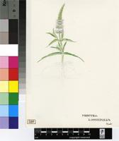Mentha longifolia (L.) Huds.