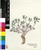 Raphionacme divaricata Harv.